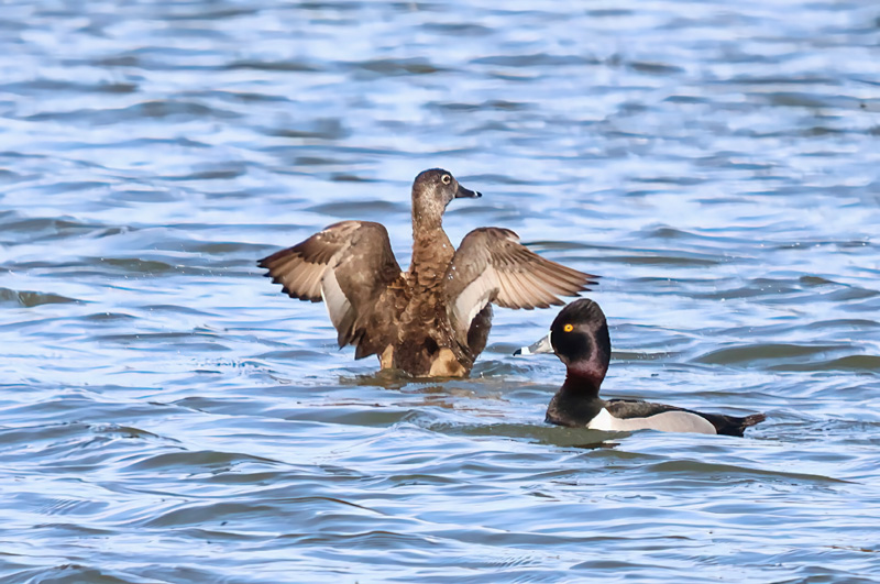 Ring-necked Ducks 