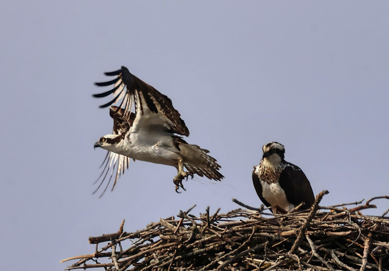 Osprey Leaving the Nest 