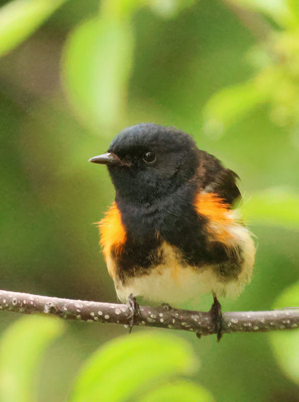 Redstart 