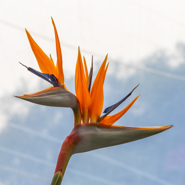 IMG_8142.jpg Bird-of-Paradise - Strelitzia reginae - Strlitziaceae -  A Santillo 2020