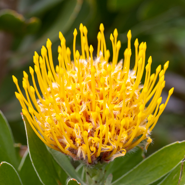 IMG_8159.jpg Pincushion Leuospermum cuneiforme - Proteaceae -  A Santillo 2020