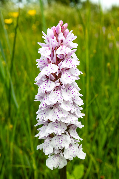IMG_7021.CR2 Spotted Orchid Dactylorhiza fuchsii -  A Santillo 2016