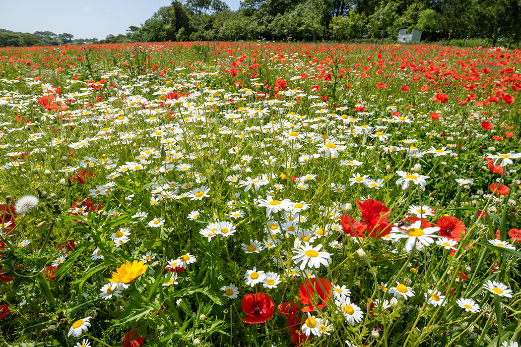 IMG_6682.CR2 Filed of Poppies and other wildflowers - The Lost Gardens of Heligan -  A Santillo 2015