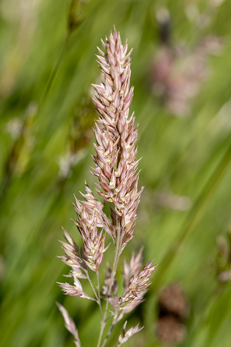 IMG_8788.CR3 Yorkshire fog grass flowers when mature -  A Santillo 2020