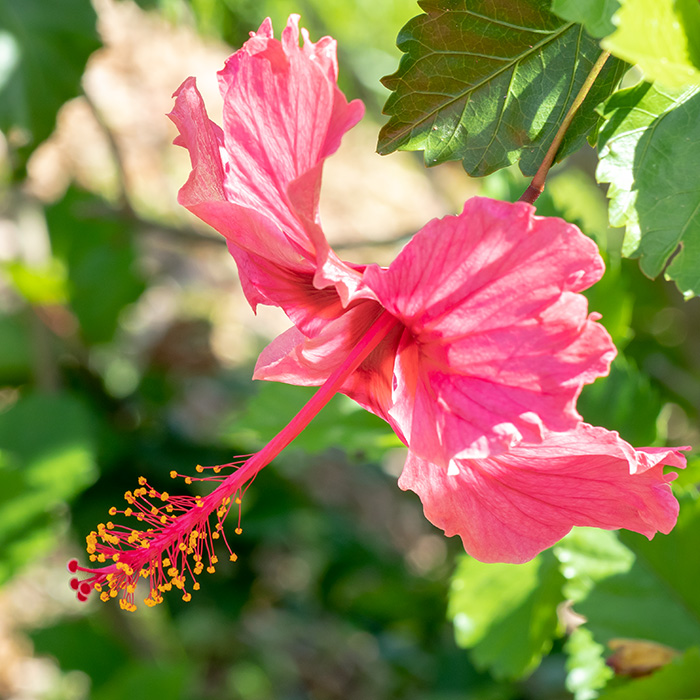 IMG_7737 Hibiscus - Bermuda Botanical Gardens -  A Santillo 2018
