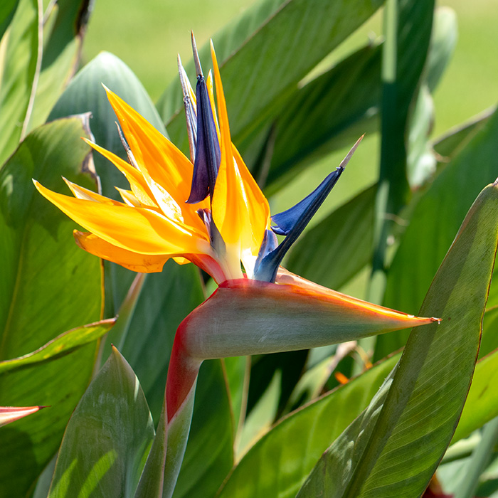 IMG_7739 Bird-of-Paradise - Strelitzia reginae - Strlitziaceae - Bermuda Botanical Gardens -  A Santillo 2018