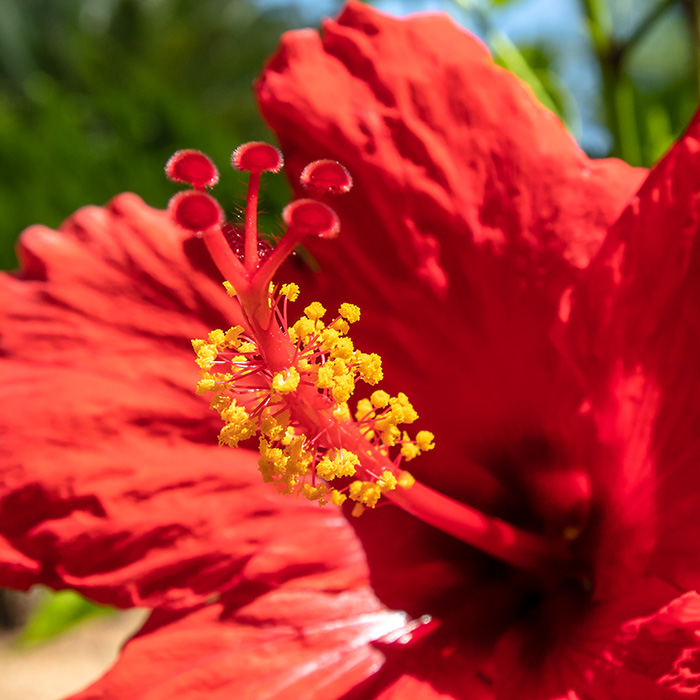 IMG_7742 Hibiscus -  Bermuda Botanical Gardens -  A Santillo 2018