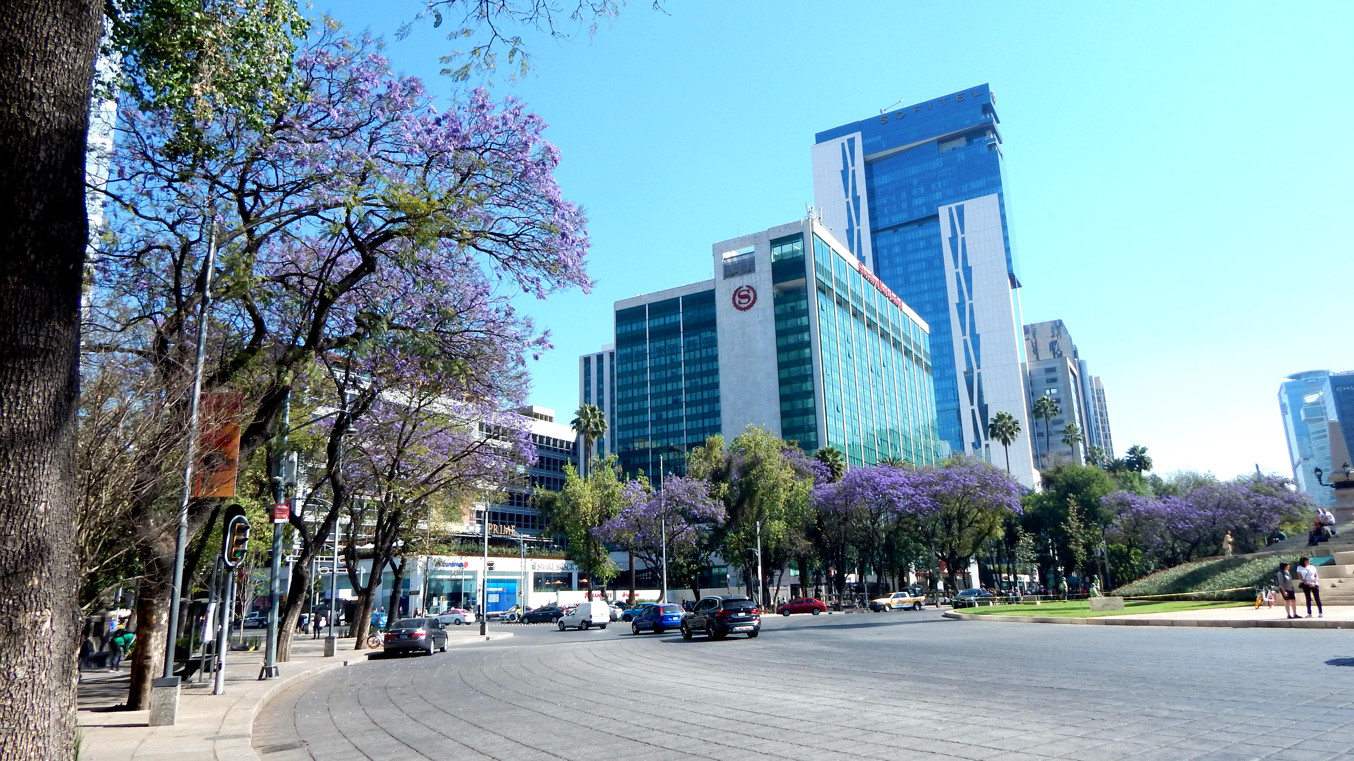 Jacaranda 1