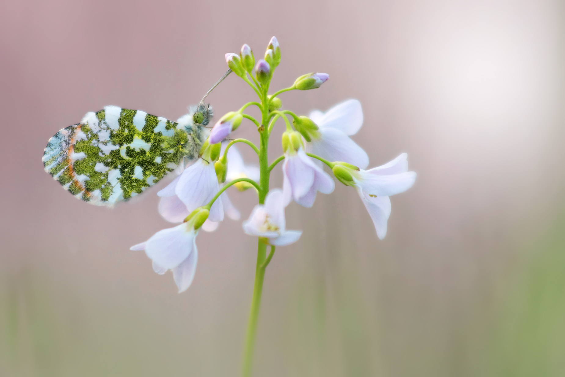 Orange Tip