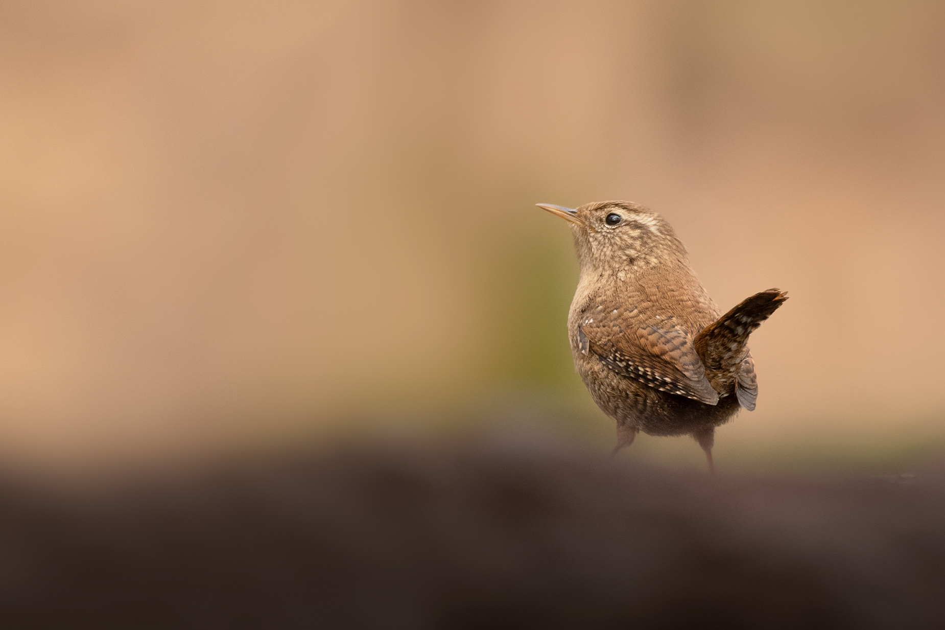 Eurasian Wren