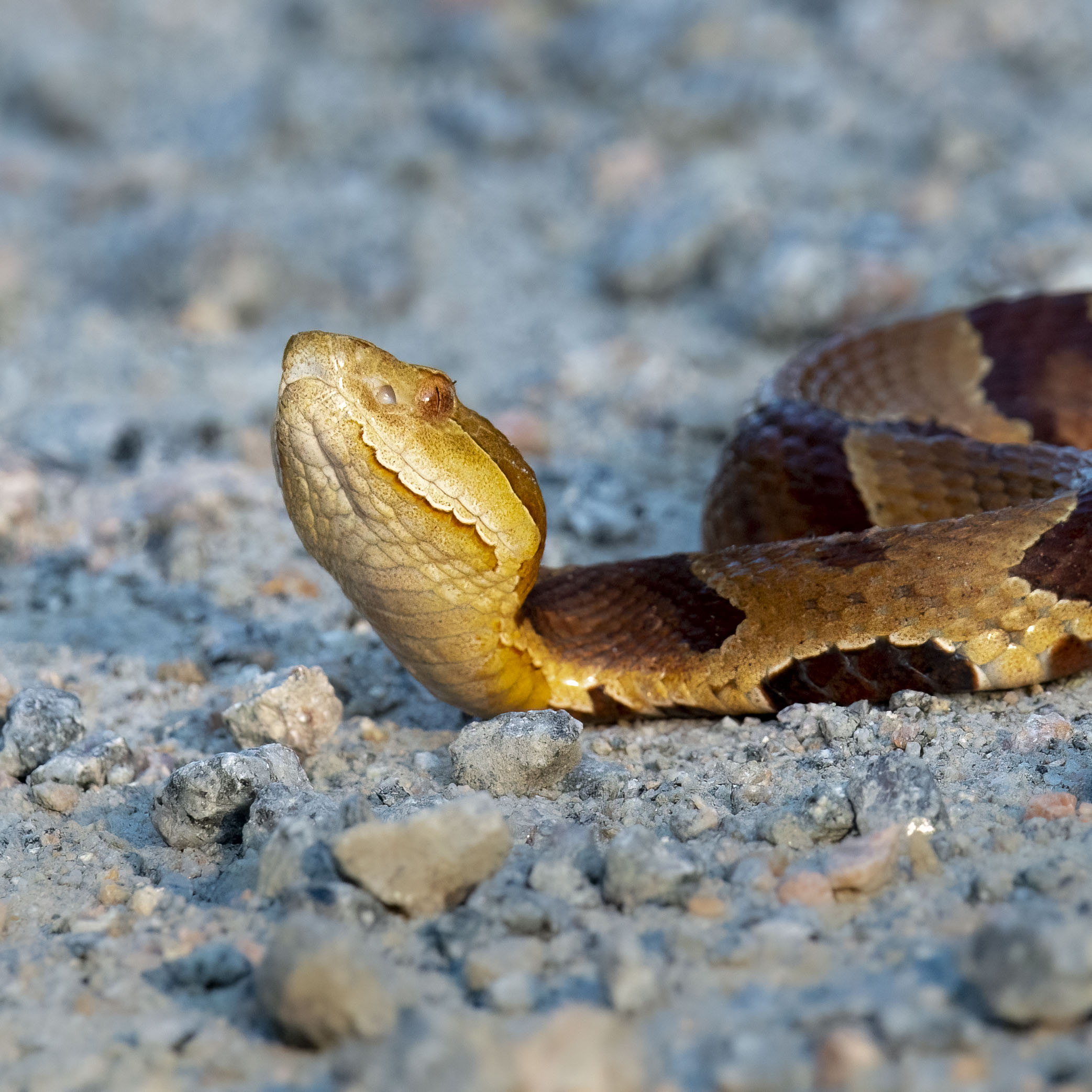 Copperhead