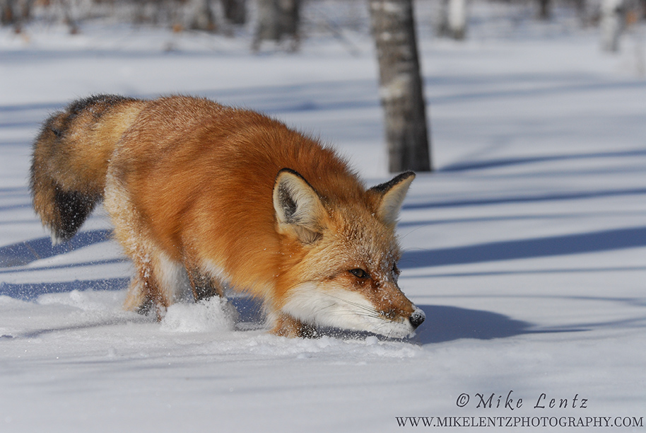 Red Fox incoming over snow
