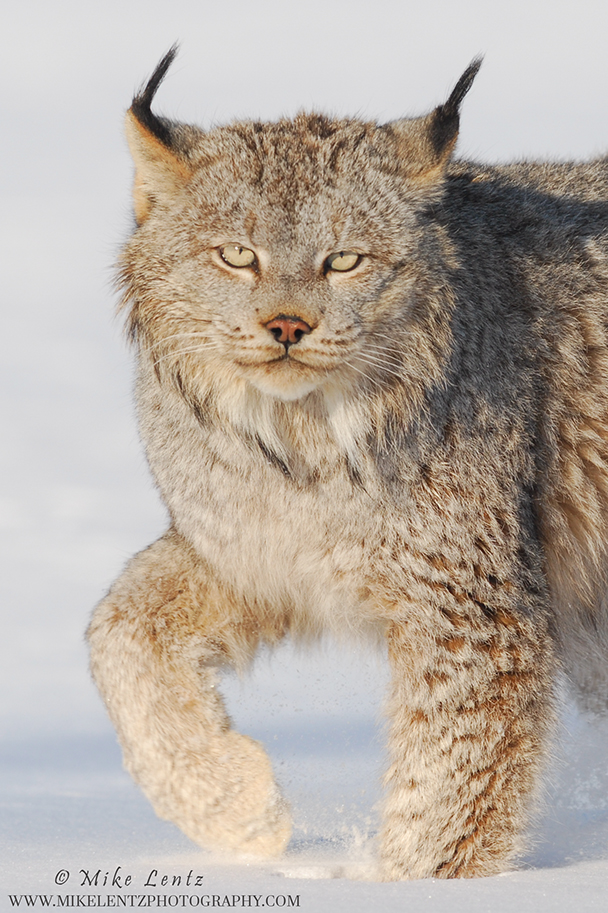 Bobcat verticle tight