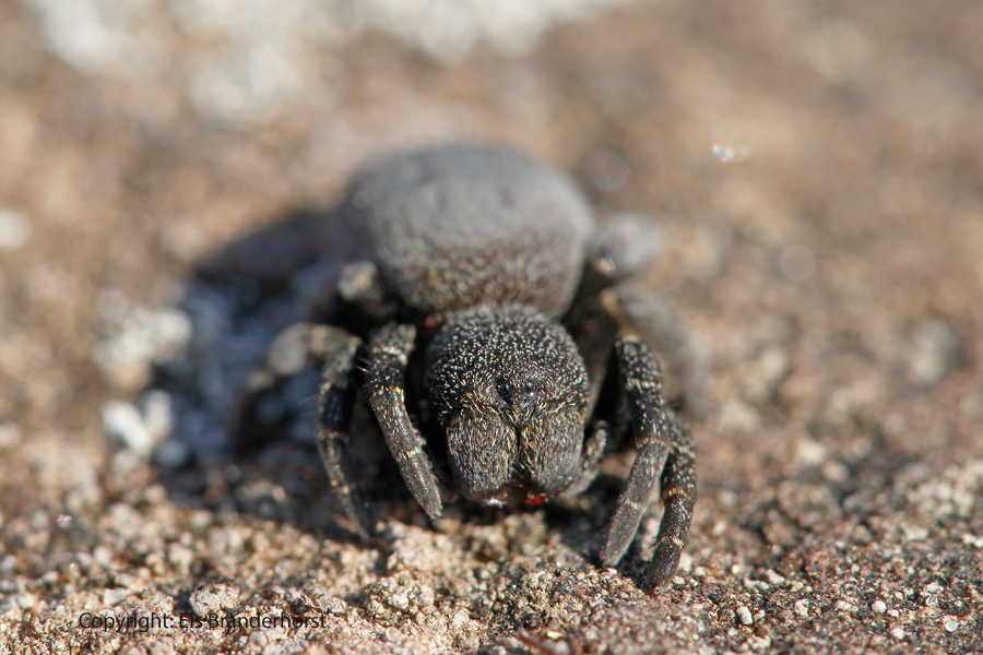 Lentevuurspin, vrouw - Ladybird Spider, female