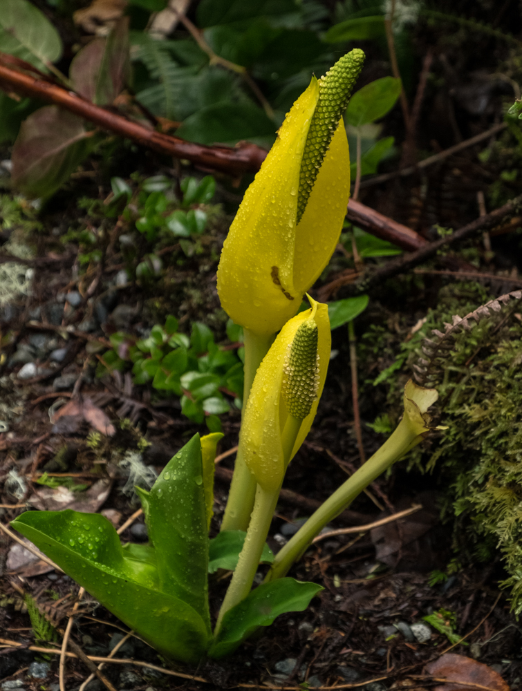 Wild Pacific Trail