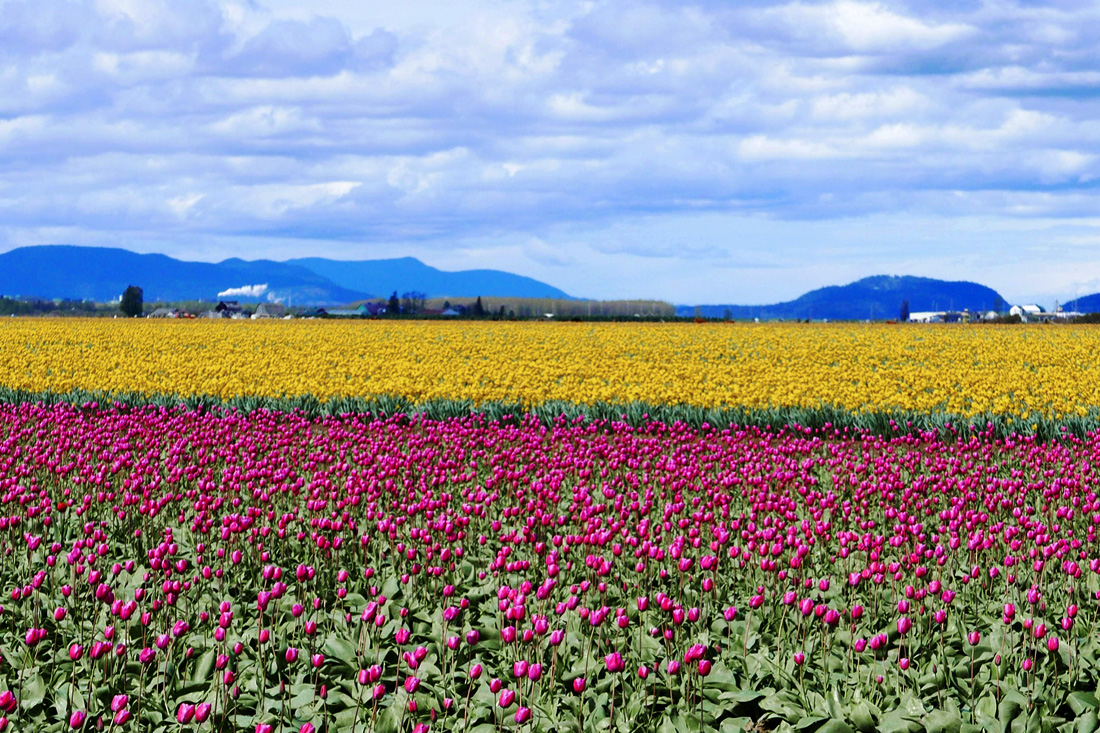 14_Springtime in WA State.jpg