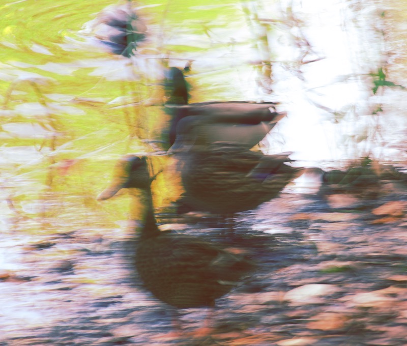 DSC07838.jpeg