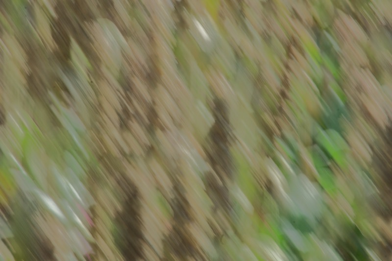 DSC05383.jpeg