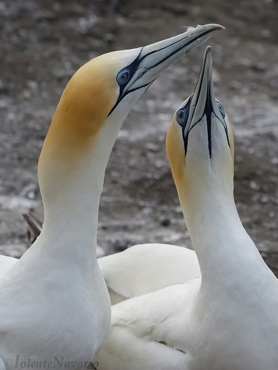 Pacifische Jan-van-gent - Australasian Gannet - Morus serrator
