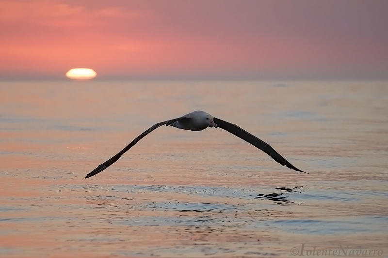 Grote Albatros - Wandering Albatross - Diomedea exulans