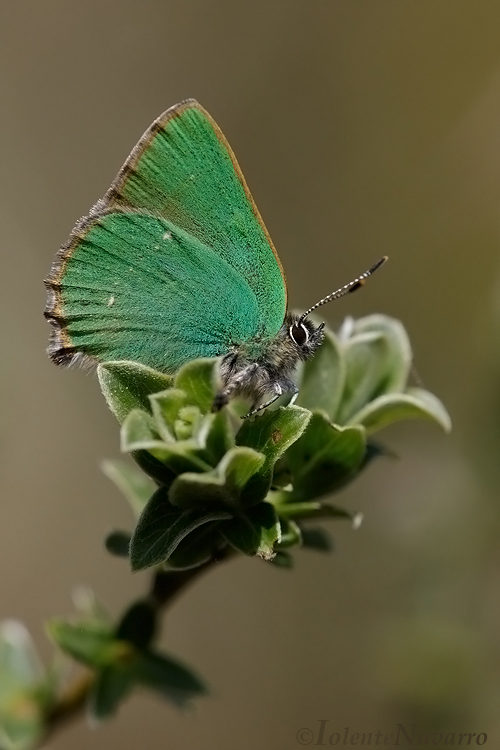 Groentje - Green Hairstreak - Callophrys rubi