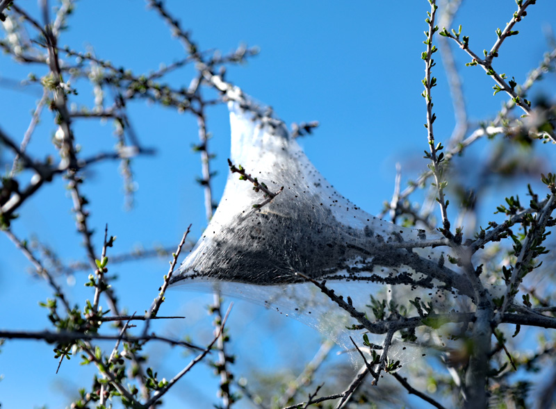 cobweb sac