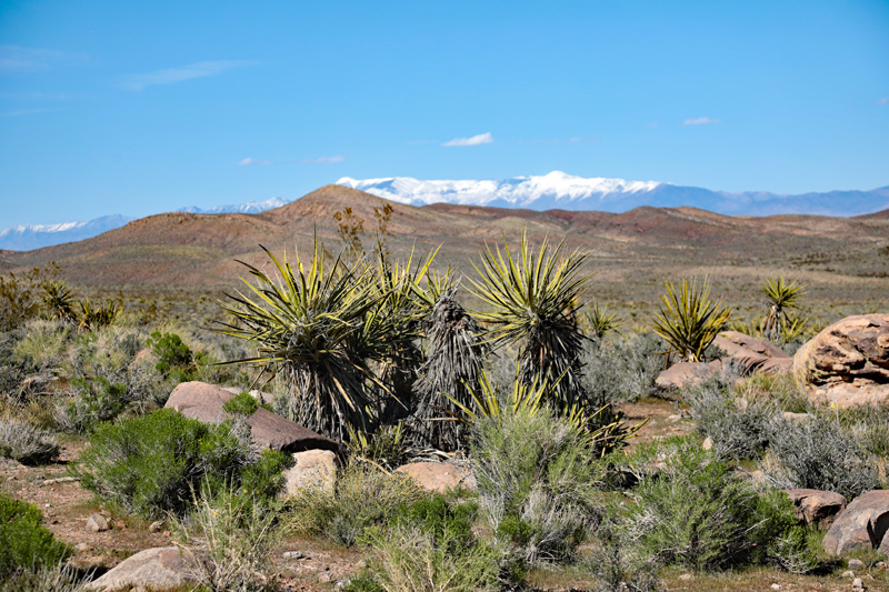 Horse Thief camp towards Charleston