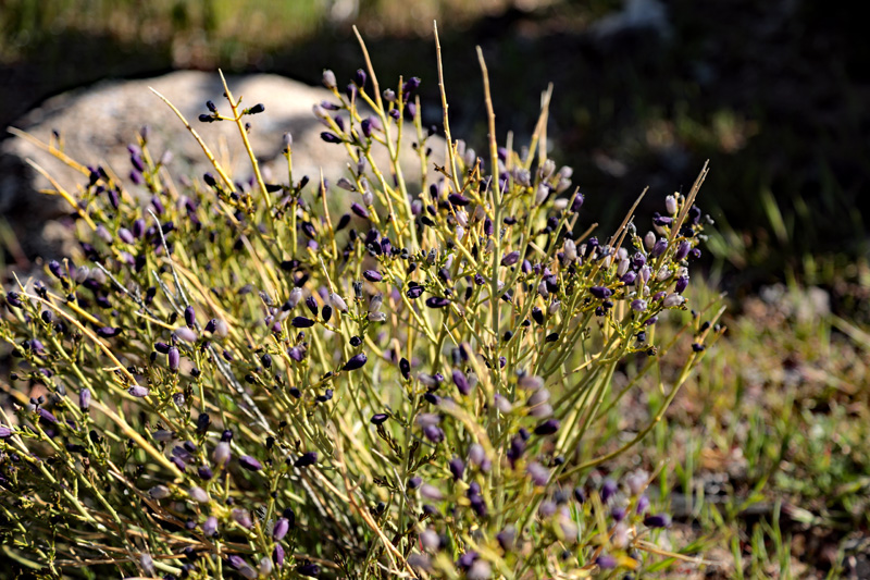 wildflower turpentine broom