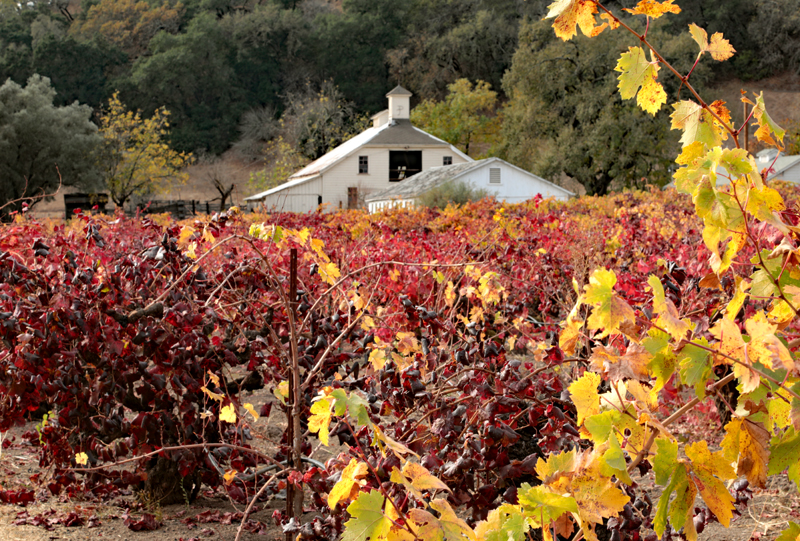 White barn thru fall leaves