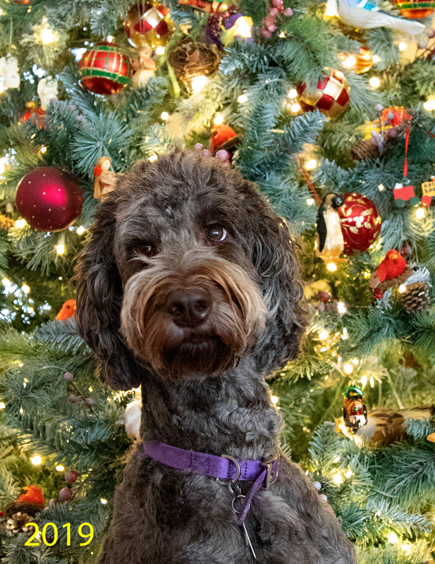 Purple Christmas 2019