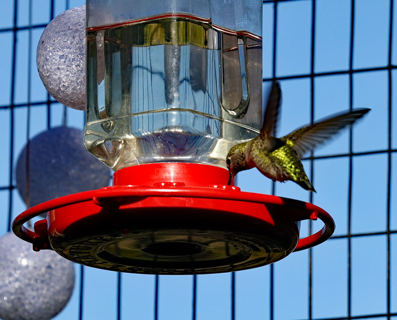 Hummer at feeder