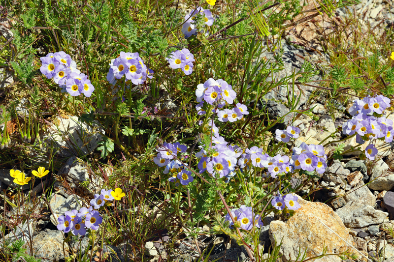 Tecopa wildflowers 1