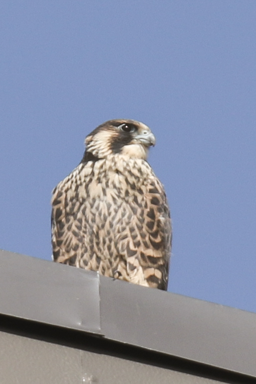 Peregrine fledgling from Misericordia nesting box.jpg