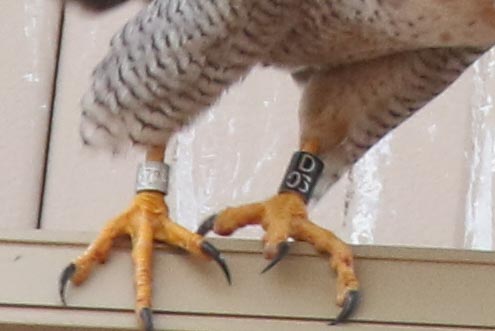 Peregrine Miz Adult male
