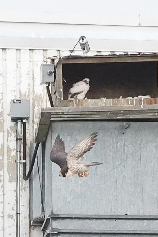 Peregrine Miz/Cabrini chick in nesting box