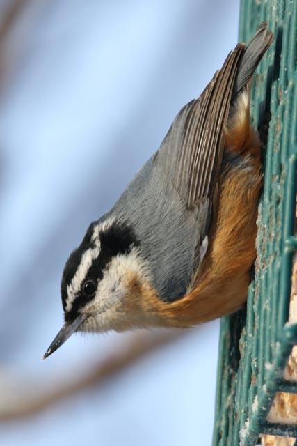 Nuthatch Red-breasted.jpg
