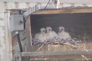 o12/01/1040501/1/174759407.EQWb6pvQ.PeregrineMis3youngchicks20224.jpg