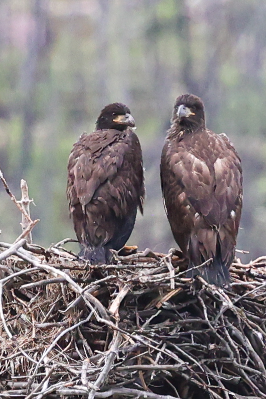 Jasper Bald Eaglets 25.06.25