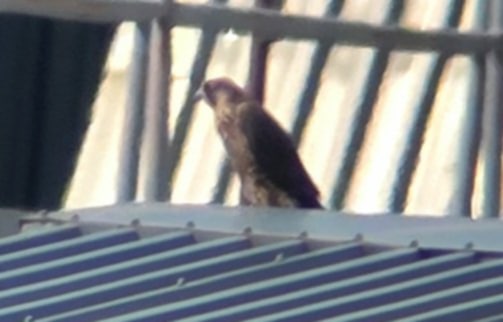 Genesee fludged female found