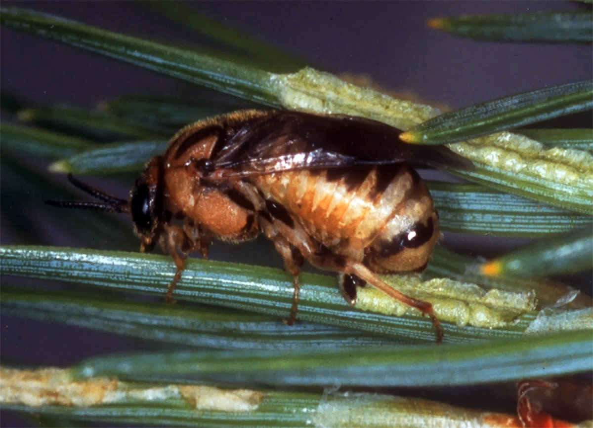 Diprion-pini_female_oviposition.jpg