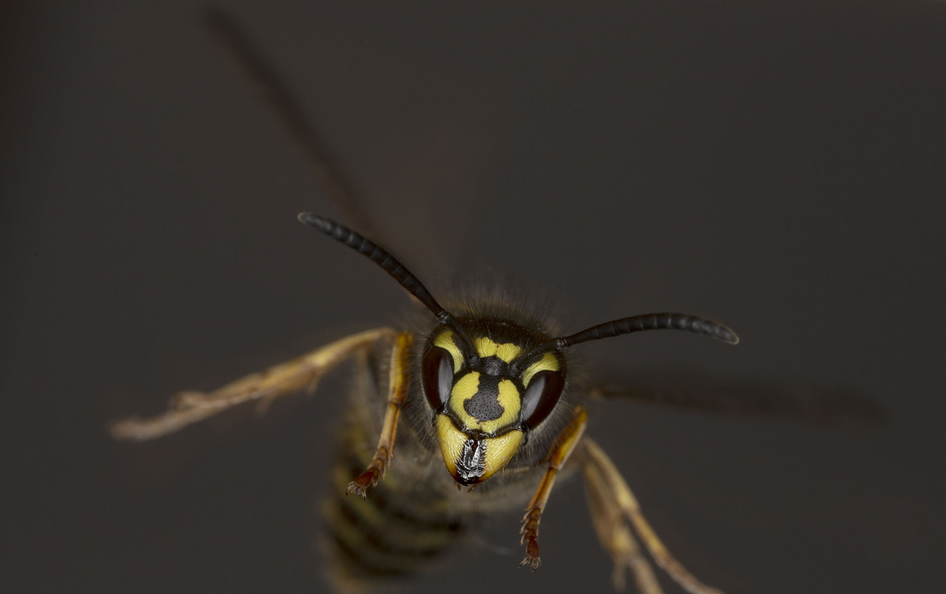 Vespula-vulgaris.jpg