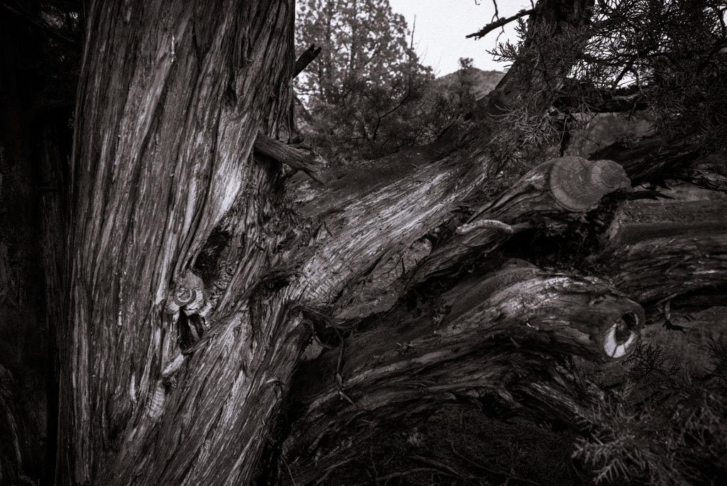 juniper.jpeg