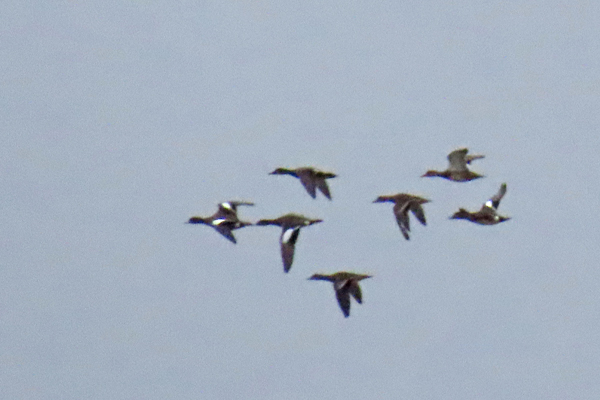 IMG_1945 pse22 600w wh wing scoter on right and what.jpg