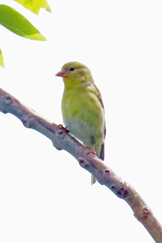 IMG_4372 maybe fem w tanager pse22 800t.jpg