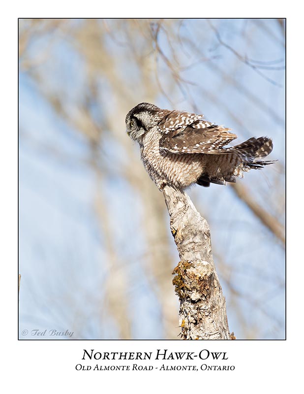 Northern Hawk-Owl-088