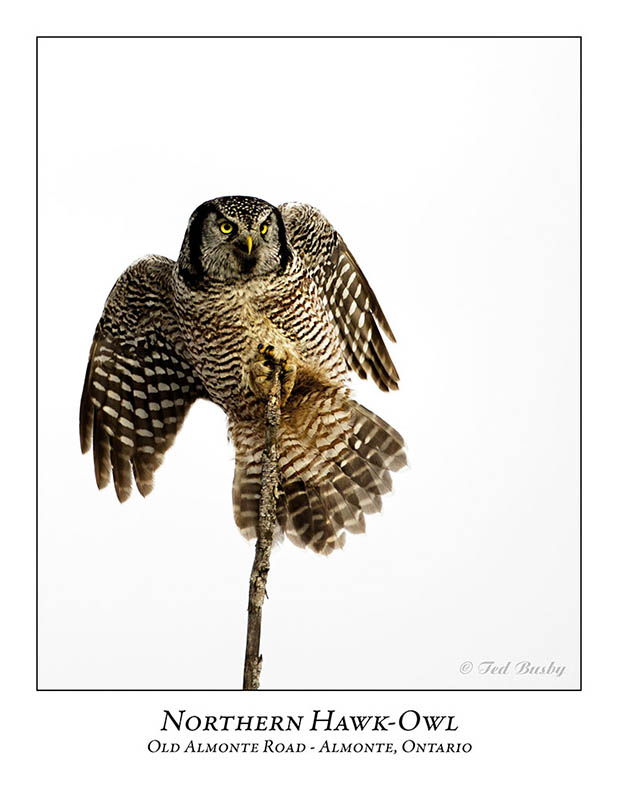 Northern Hawk-Owl-091