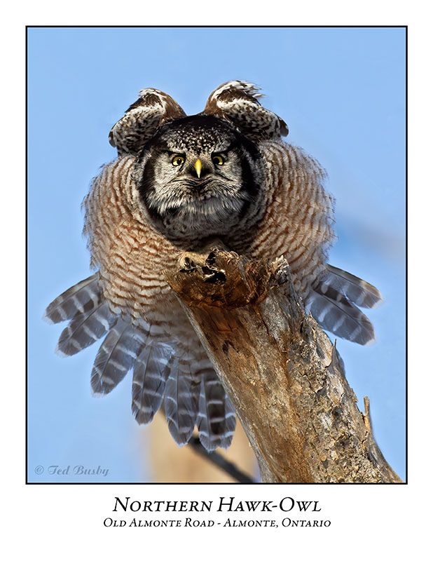 Northern Hawk-Owl-120