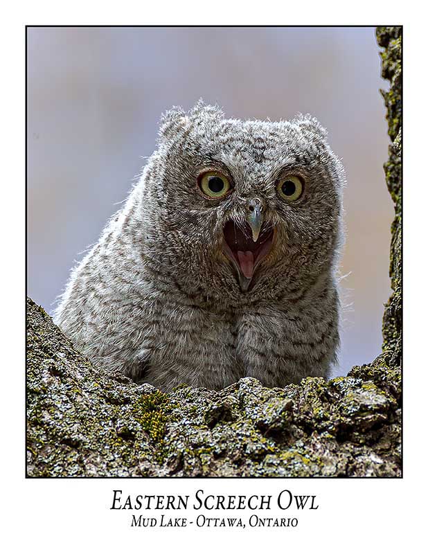 Eastern Screech Owl-026