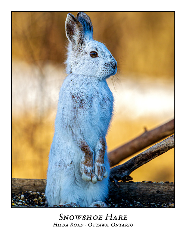 Snowshoe Hare-008