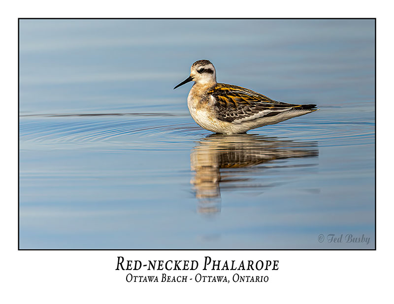 Red-necked Phalarope-004